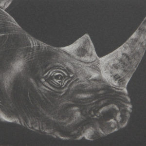Untitled (Rhino) - Tammy Mackay
