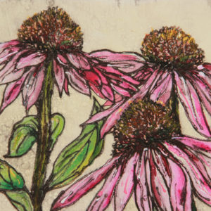 Late summer echinacea - Vicky Oldfield