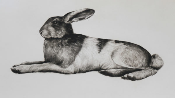 Untitled (Hare) - Tammy Mackay