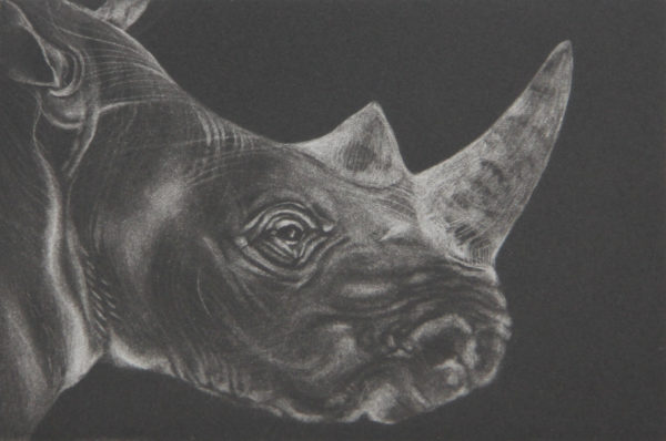 Untitled (Rhino) - Tammy Mackay
