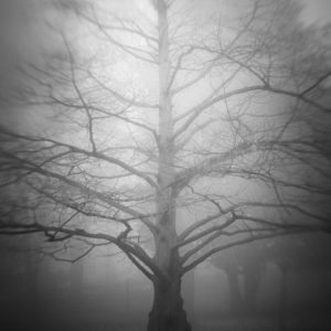 Lost Trees - Alex Arnaoudov